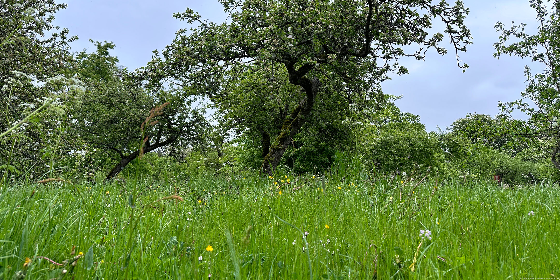 Hemma vid köksbordet fast i ett långt möte nere i Skåne