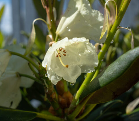 Rhododendron – Millernium Gold