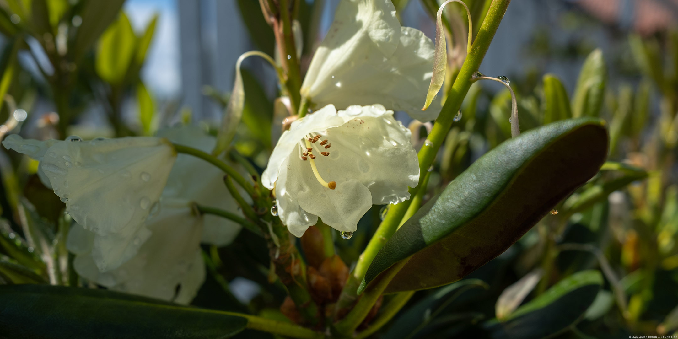 Rhododendron – Millernium Gold